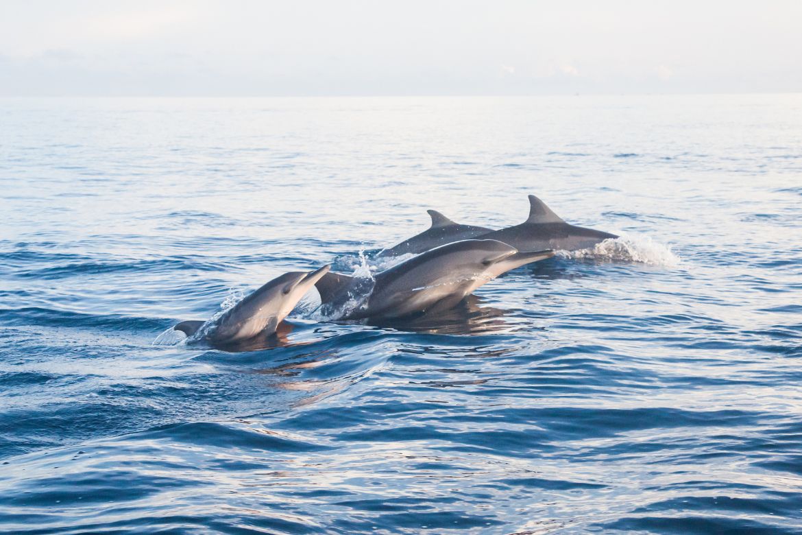 Whale and Dolphin Watching